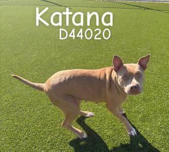 A brown dog running on green grass with the text "Katana D44020" above it.