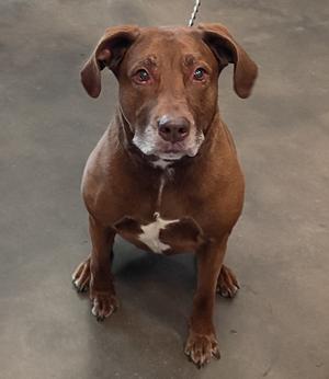 Heidi, Labrador Retriever/Mixed Breed, adult, available for adoption