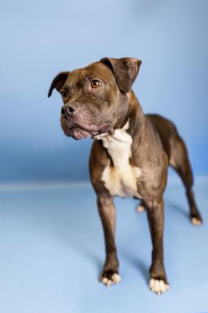 Cora, Pit Bull Terrier, adult, available for adoption