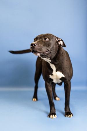 Draka, Pit Bull Terrier, young, available for adoption