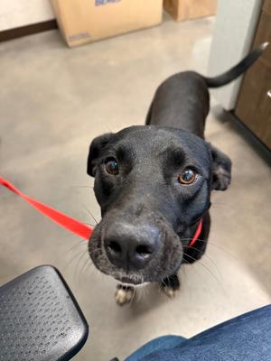 Apollo, Labrador Retriever, adult, available for adoption