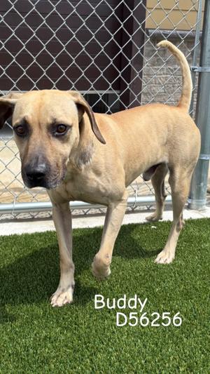 Buddy, Coonhound/Mixed Breed, adult, available for adoption