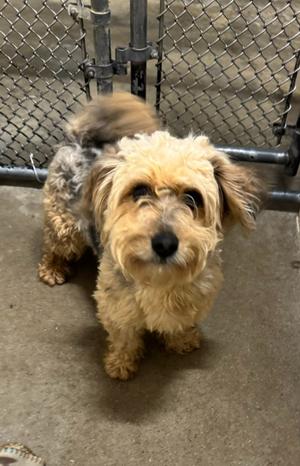 Bobo, Yorkshire Terrier Yorkie/Shih Tzu, adult, available for adoption