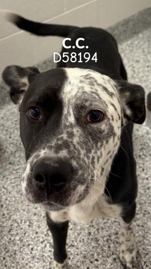 C.C, Pit Bull Terrier, adult, available for adoption