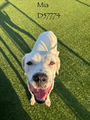 Mia, Dogo Argentino, adult, available for adoption