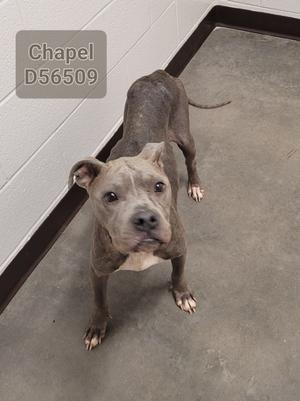 Chapel, American Bully, adult, available for adoption