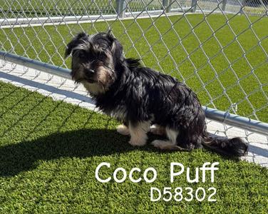 Coco puff, Yorkshire Terrier Yorkie, young, available for adoption