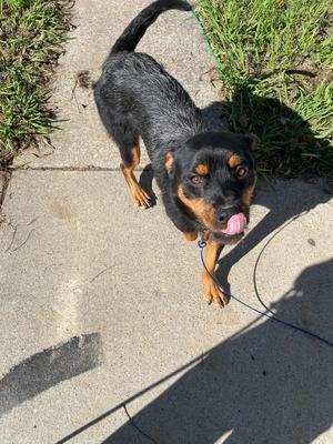 Baby Girl, Mixed Breed, adult, available for adoption