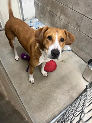 Dosier, Hound, adult, available for adoption