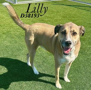 Lilly, Boxer, adult, available for adoption