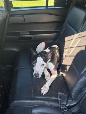 a black and white dog sitting on a black car seat