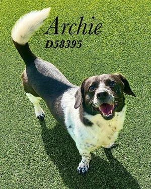 Archie, Jack Russell Terrier/Beagle, adult, available for adoption