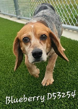 Blueberry, Beagle, adult, available for adoption