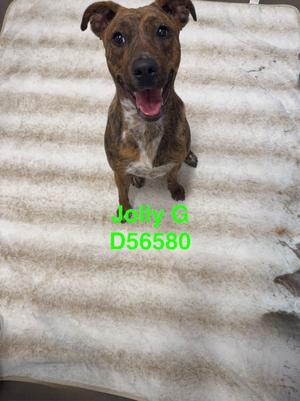 Jolly G., Mixed Breed, young, available for adoption