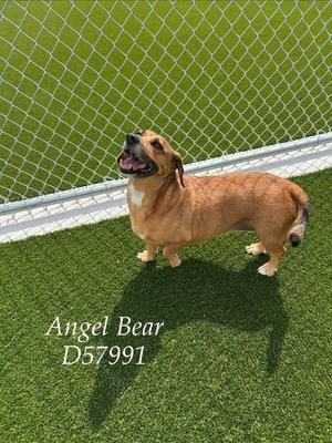 Angel Bear, Beagle/Boxer, senior, available for adoption