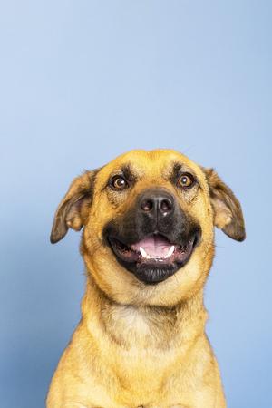 Easton, Mixed Breed, adult, available for adoption
