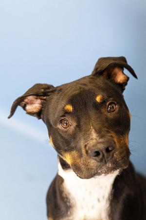 Jax, Mixed Breed, adult, available for adoption