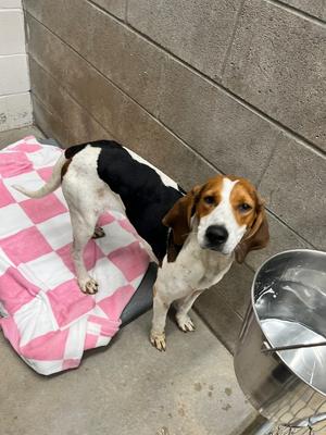 Addison, Hound, adult, available for adoption