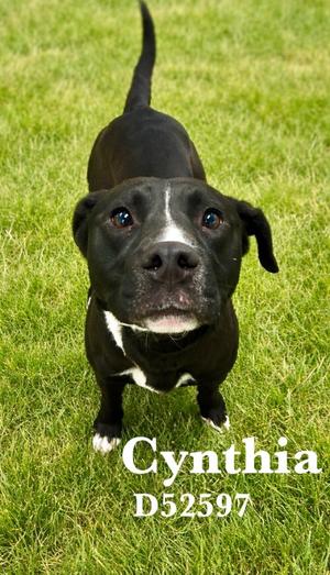 Cynthia, Mixed Breed, adult, available for adoption