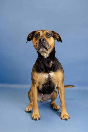 Chip, Rottweiler, senior, available for adoption