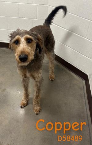 Copper, Doberman Pinscher/Poodle, adult, available for adoption