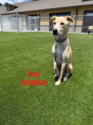 Glo, Mixed Breed, adult, available for adoption