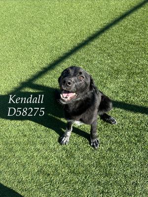 Kendall, Mixed Breed, young, available for adoption