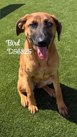Bird, Mixed Breed, young, available for adoption