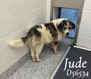 Jude, Australian Shepherd, senior, available for adoption