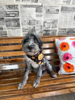 Cinch, Mixed Breed, puppy, available for adoption