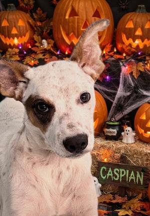 Caspian, Mixed Breed, young, available for adoption