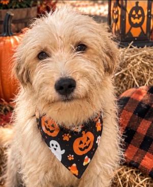 Ruthie, Mixed Breed, young, available for adoption