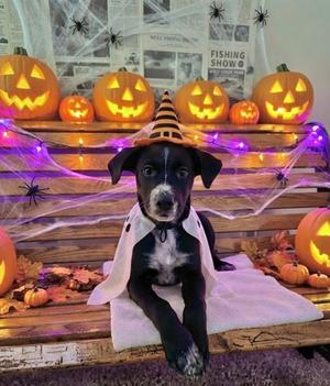Diesel, Mixed Breed, puppy, available for adoption