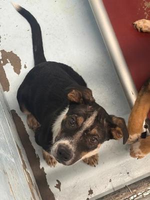Buck, Australian Cattle Dog Mix, young, available for adoption