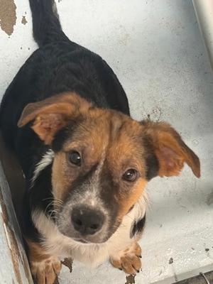 Conway, Australian Cattle Dog Mix, available for adoption