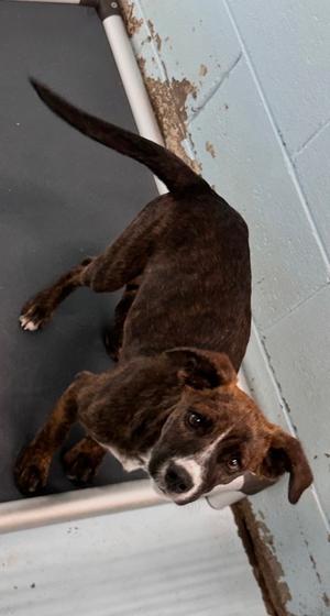 Flint, Mixed Breed, available for adoption