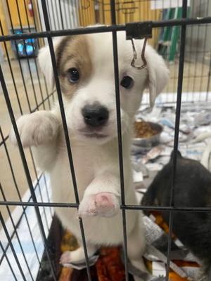 Snowball, Mixed Breed, puppy, available for adoption