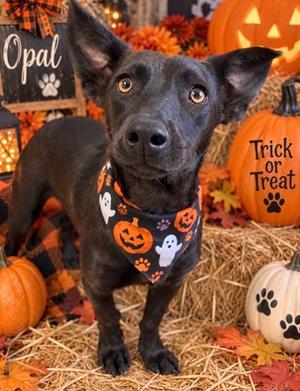 Opal, Mixed Breed, young, available for adoption