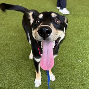 Hop, Husky, adult, available for adoption