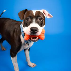 Binki, Mixed Breed (Medium), adult, available for adoption