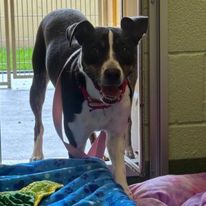 Hailee, Mixed Breed (Medium), adult, available for adoption