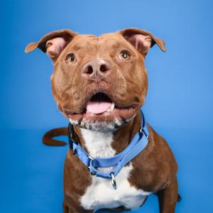 Chili, Mixed Breed (Medium), adult, available for adoption