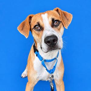 A brown and white dog with floppy ears and a blue harness, standing against a blue background.