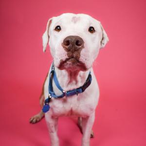Buster, Mixed Breed (Medium), senior, available for adoption