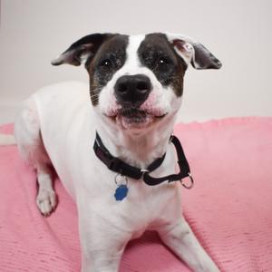 A black and white dog with floppy ears lying on a pink blanket