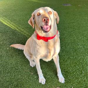 A happy yellow Labrador Retriever wearing a red bandana, sitting on green artificial grass.