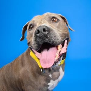 A happy dog with a brown coat and a yellow collar, sticking out its tongue against a blue background.