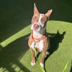 Cinnamon, Mixed Breed (Medium), adult, available for adoption