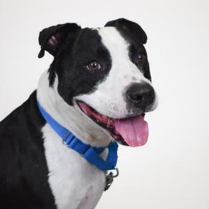 A black and white dog with a blue collar