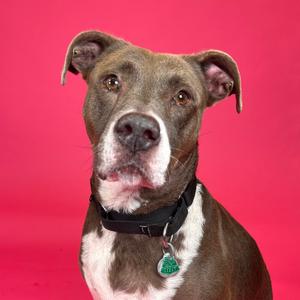 A brown and white dog with a black collar and a green tag, standing against a red background.